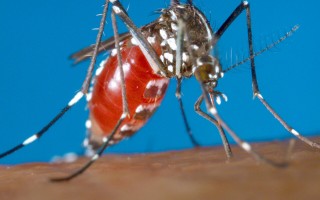 法国生物科技公司 法属留尼汪就基孔肯雅热疫情发布健康警报